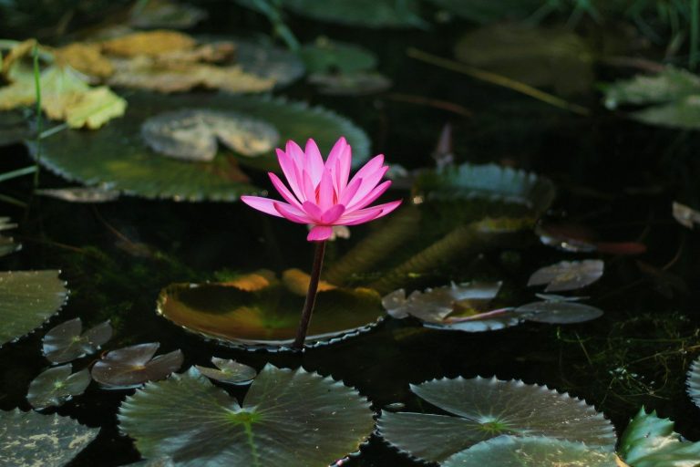Eine pinke Seerose blüht auf stillen, grünen Wasserlilienblättern.
