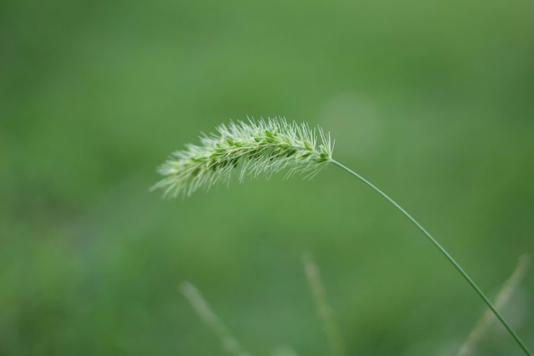 Grüne Grashalme mit feinen, spitzen Spitzen auf unscharfem Hintergrund.