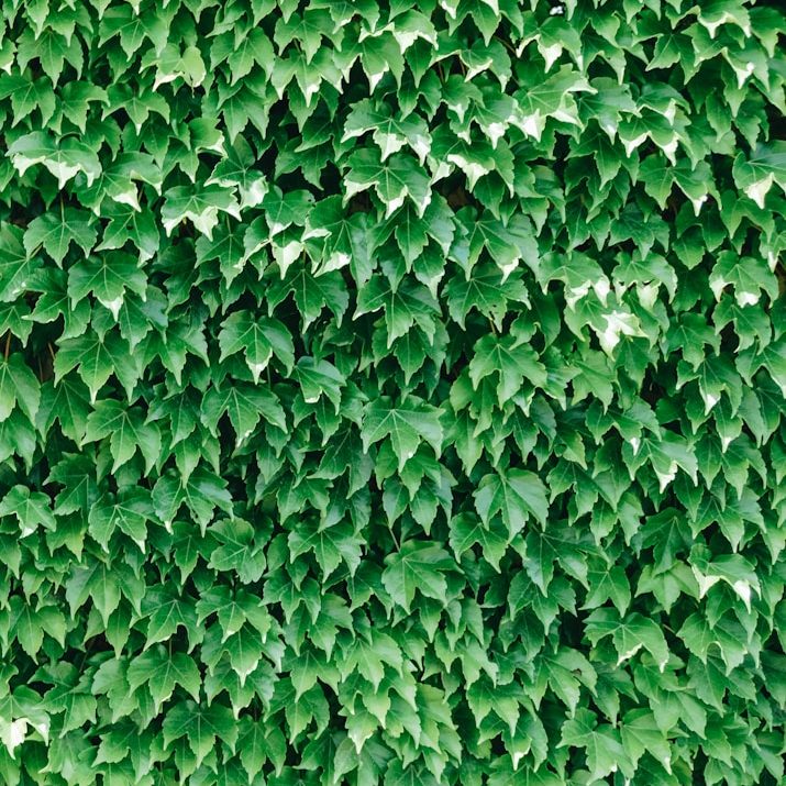 Dichte, grüne Efeublätter, die eine Wand bedecken.