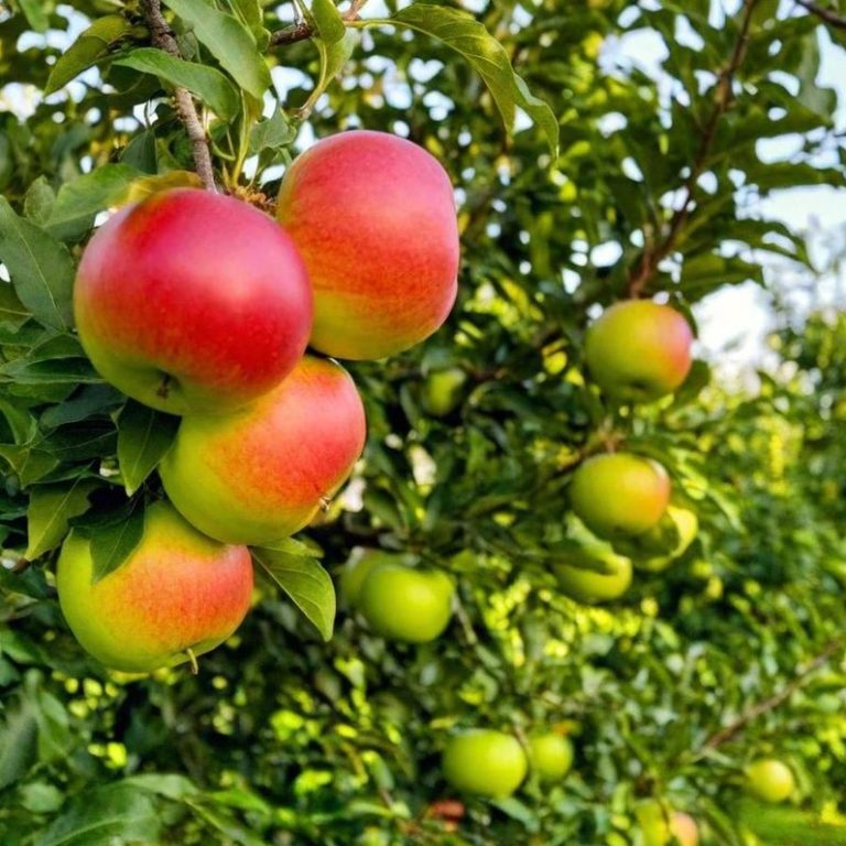 Äpfel in verschiedenen Reifestadien hängen an einem Baum.