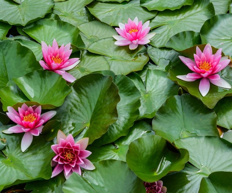 Pink Seerosen blühen auf grünen Wasserlilienblättern in einem Teich.