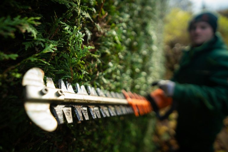 Mann schneidet Hecke mit einer elektrischen Heckenschere.