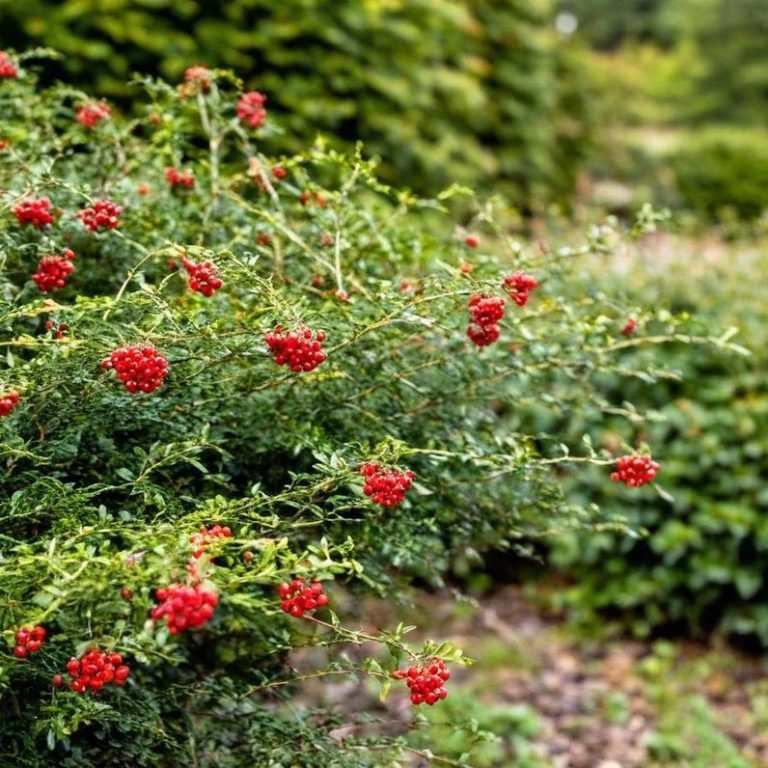 Bunte rote Beeren wachsen an einem dichten, grünen Strauch.