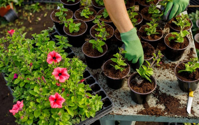 Eine Hand pflanzt Setzlinge in Töpfe, während pinke Petunien nebenher stehen.