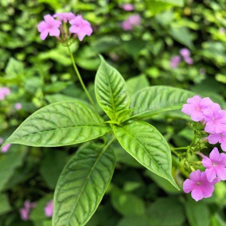 Zarte pinkfarbene Blüten und grüne Blätter in einer üppigen Umgebung.