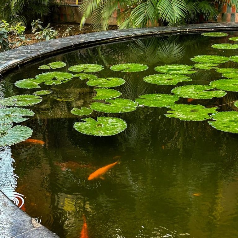 Teich mit grünen Seerosen und orangefarbenen Koi-Fischen.