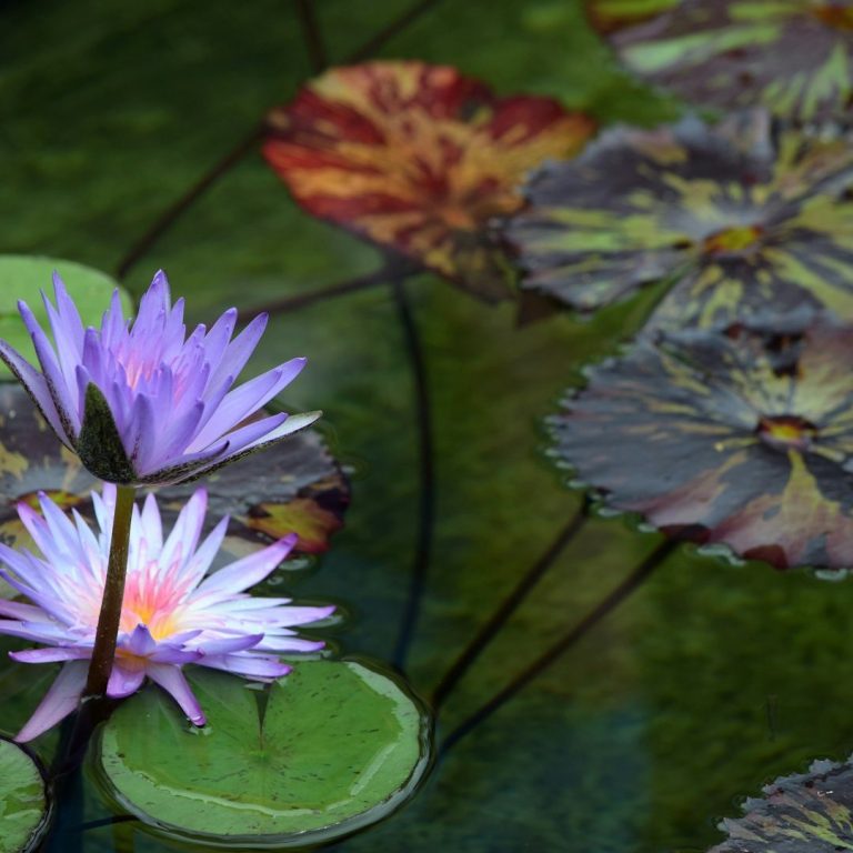 Seerosen in verschiedenen Farben auf grüner Wasseroberfläche.