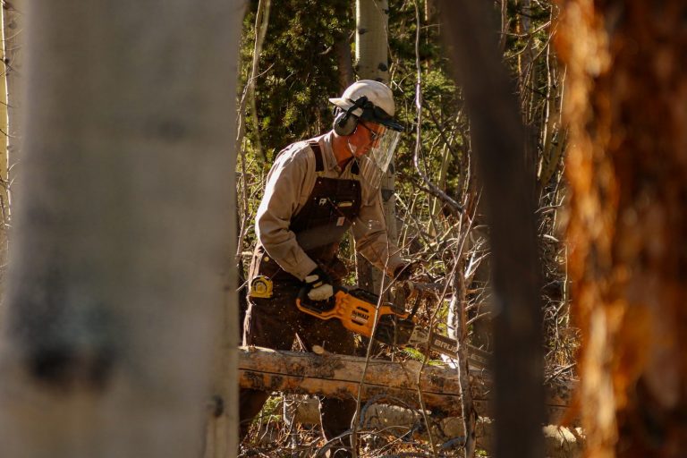 Mann mit Kettensäge arbeitet im Wald zwischen Bäumen.