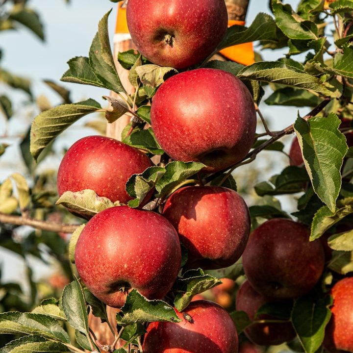 Reife, rote Äpfel hängen an einem Baum mit grünen Blättern.