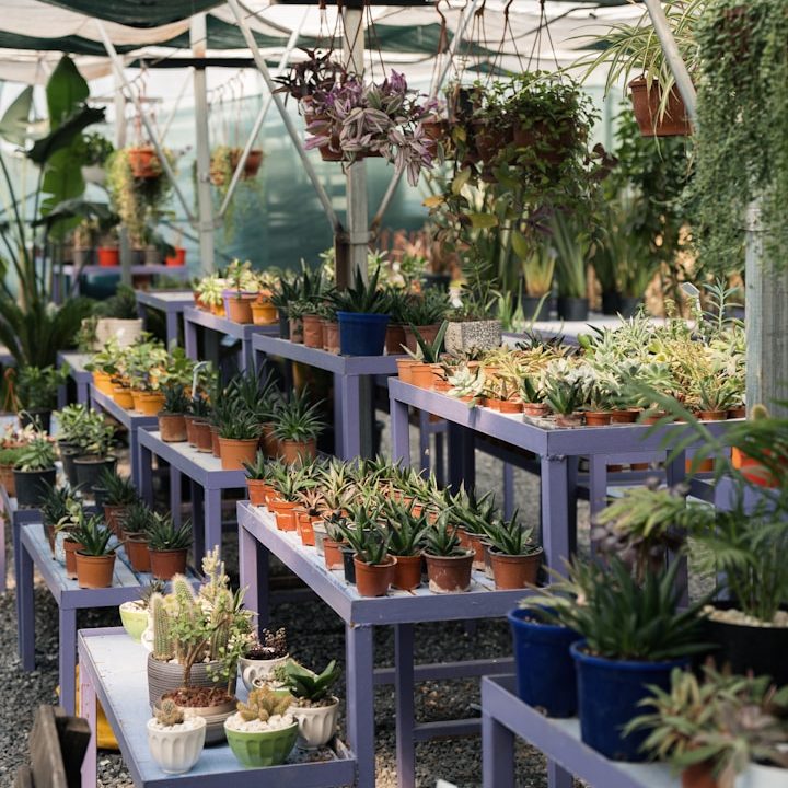 Pflanzenmarkt mit bunten Töpfen auf Regalen in einem Gewächshaus.